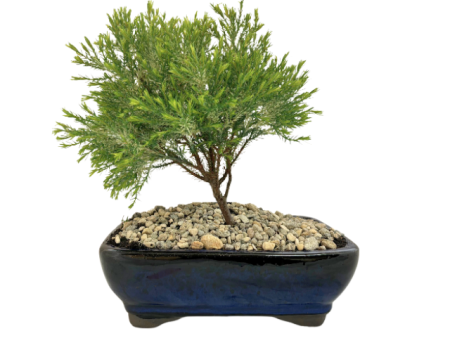 Bonsai Chame  Barry s White  - Blue Pot For Cheap