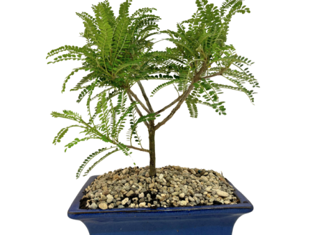 Bonsai Native Kōwhai For Cheap