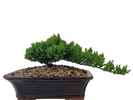 Bonsai Juniper - 18mo For Sale