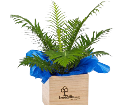 Native Silver Lady Fern Gift Online Hot Sale