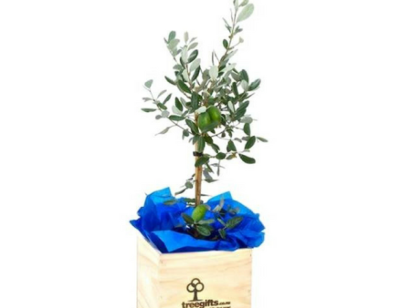 Feijoa Tree Gift - Large Online Hot Sale