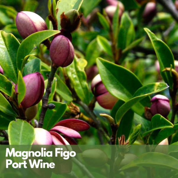 Magnolia Port Wine Large Discount