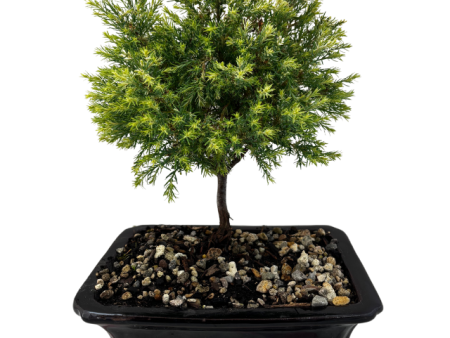 Bonsai Chame  Barry s White  Hot on Sale