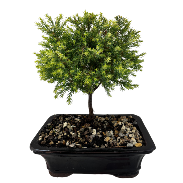 Bonsai Chame  Barry s White  Hot on Sale