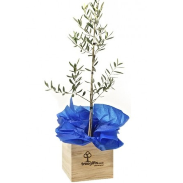 Olive Tree (Tree of Peace) -  Large Online