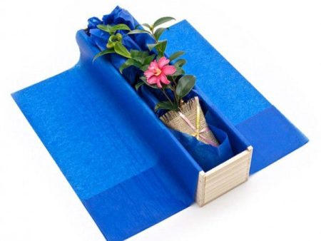 Camellia Tree Gift Cheap