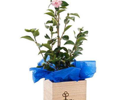 Camellia Tree Gift - Large Hot on Sale