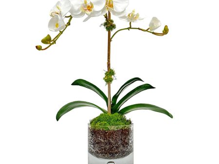 Aloha Phalaenopsis Orchid in Glass Bubble Vase on Sale