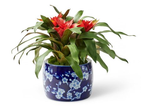 Biscayne Bromeliad in Cachepot on Sale