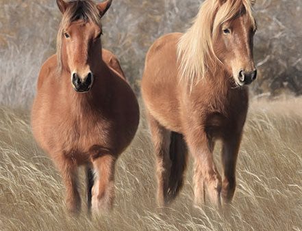 LD2287 - Assateague Horses IV - 12x16 on Sale