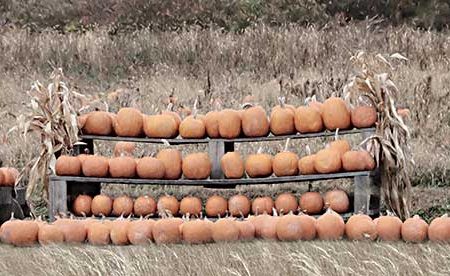 LD2566 - Pumpkin Picking - 18x9 on Sale